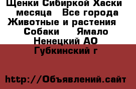 Щенки Сибиркой Хаски 2 месяца - Все города Животные и растения » Собаки   . Ямало-Ненецкий АО,Губкинский г.